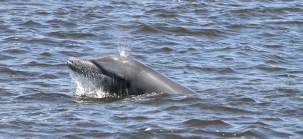 Unesc monitora animais e qualidade da água em rios de SC e RS